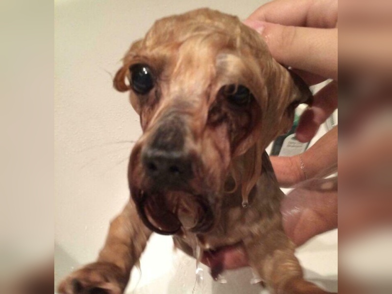 “Cryptid Dogs”: 30 Times People Managed To Snap A Pic Of Their Dogs At Just The Right Moment