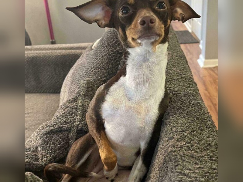 “Cryptid Dogs”: 30 Times People Managed To Snap A Pic Of Their Dogs At Just The Right Moment