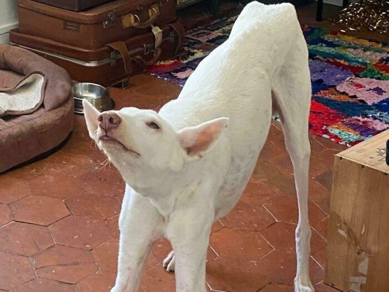 “Cryptid Dogs”: 30 Times People Managed To Snap A Pic Of Their Dogs At Just The Right Moment