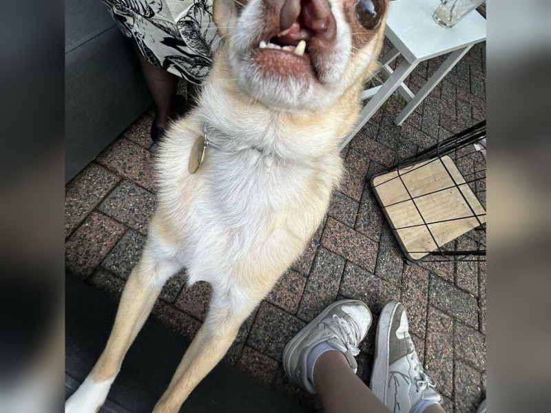 “Cryptid Dogs”: 30 Times People Managed To Snap A Pic Of Their Dogs At Just The Right Moment