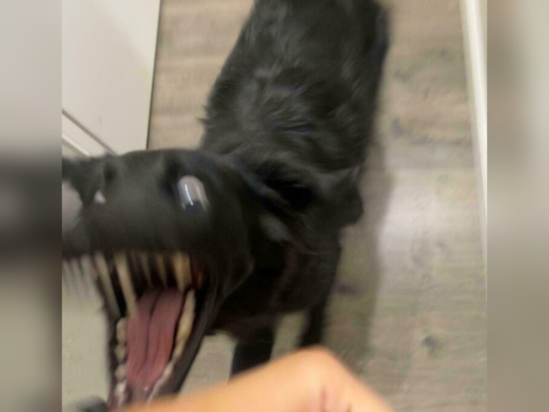 “Cryptid Dogs”: 30 Times People Managed To Snap A Pic Of Their Dogs At Just The Right Moment