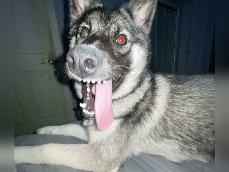 “Cryptid Dogs”: 30 Times People Managed To Snap A Pic Of Their Dogs At Just The Right Moment