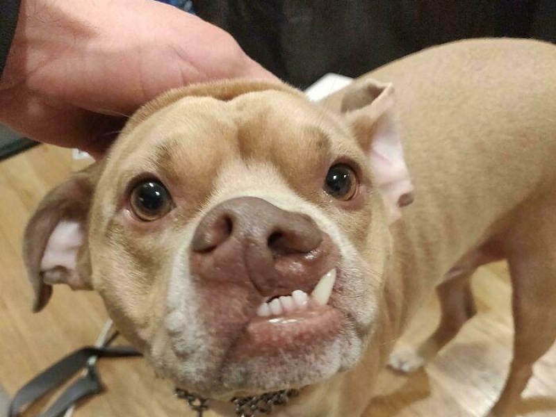 “Cryptid Dogs”: 30 Times People Managed To Snap A Pic Of Their Dogs At Just The Right Moment