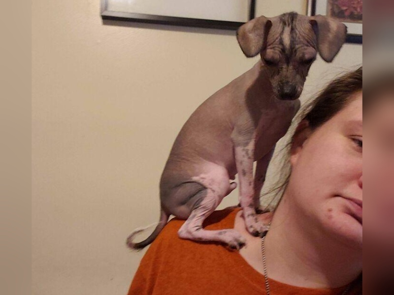 “Cryptid Dogs”: 30 Times People Managed To Snap A Pic Of Their Dogs At Just The Right Moment