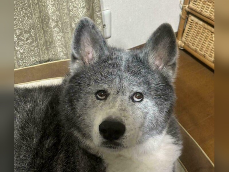 “Cryptid Dogs”: 30 Times People Managed To Snap A Pic Of Their Dogs At Just The Right Moment