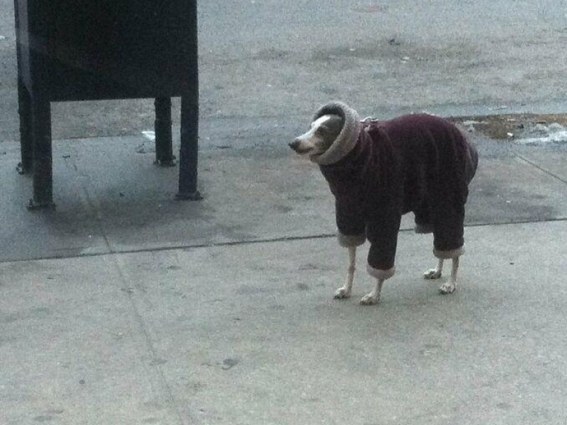 “Cryptid Dogs”: 30 Times People Managed To Snap A Pic Of Their Dogs At Just The Right Moment