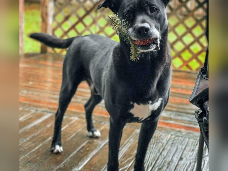 “Cryptid Dogs”: 30 Times People Managed To Snap A Pic Of Their Dogs At Just The Right Moment