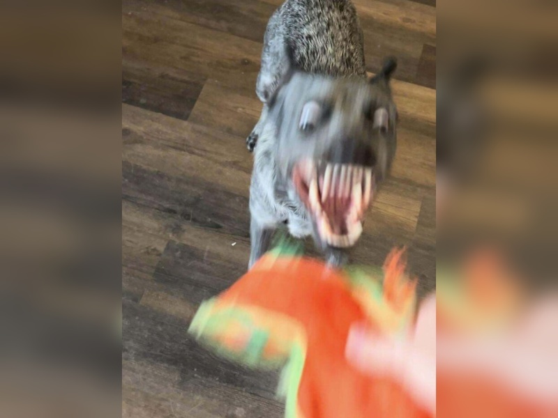 “Cryptid Dogs”: 30 Times People Managed To Snap A Pic Of Their Dogs At Just The Right Moment