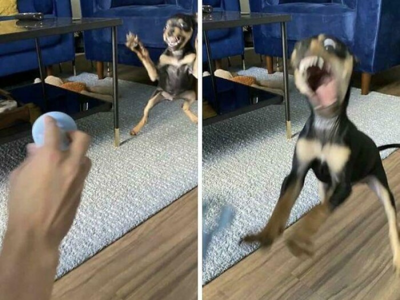 “Cryptid Dogs”: 30 Times People Managed To Snap A Pic Of Their Dogs At Just The Right Moment