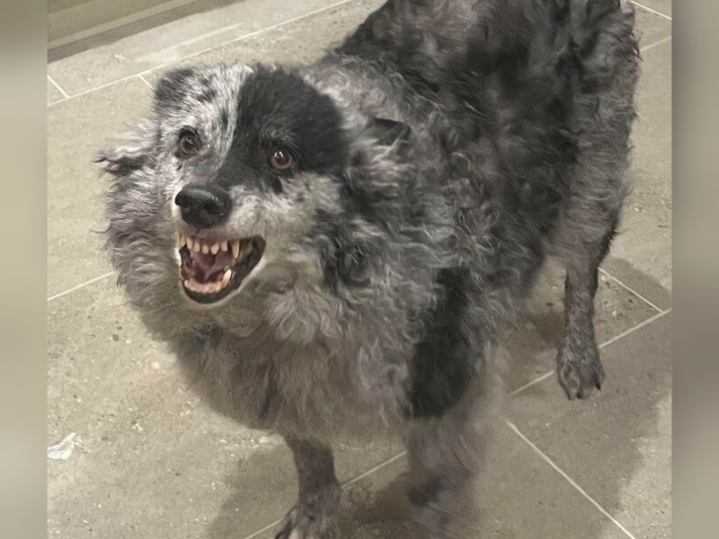 “Cryptid Dogs”: 30 Times People Managed To Snap A Pic Of Their Dogs At Just The Right Moment