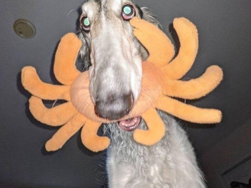 “Cryptid Dogs”: 30 Times People Managed To Snap A Pic Of Their Dogs At Just The Right Moment