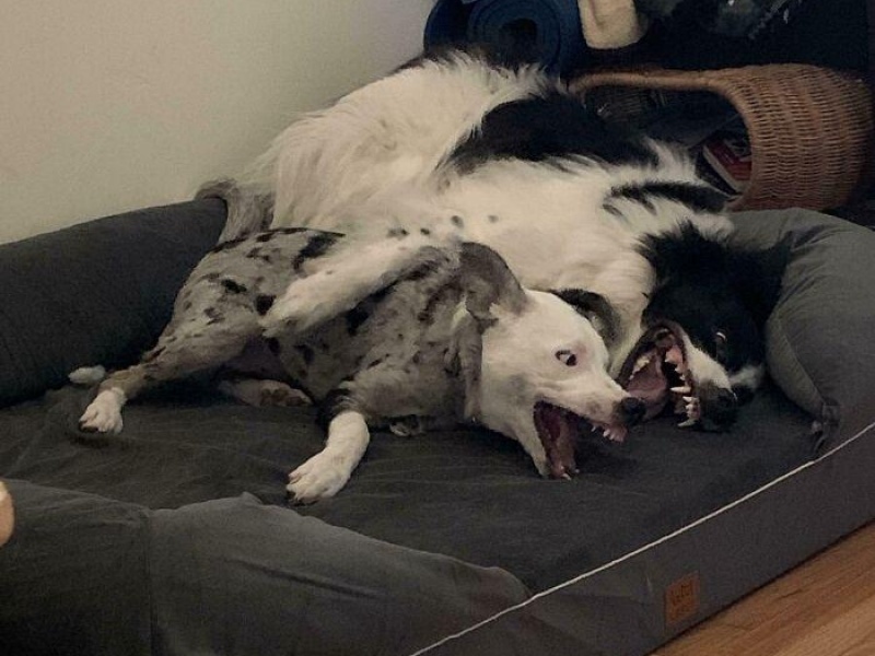 “Cryptid Dogs”: 30 Times People Managed To Snap A Pic Of Their Dogs At Just The Right Moment