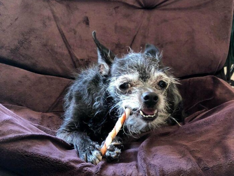 “Cryptid Dogs”: 30 Times People Managed To Snap A Pic Of Their Dogs At Just The Right Moment