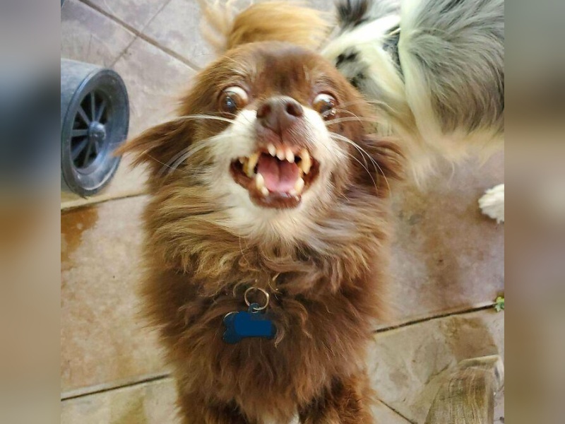 “Cryptid Dogs”: 30 Times People Managed To Snap A Pic Of Their Dogs At Just The Right Moment