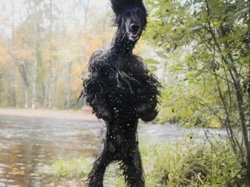 “Cryptid Dogs”: 30 Times People Managed To Snap A Pic Of Their Dogs At Just The Right Moment