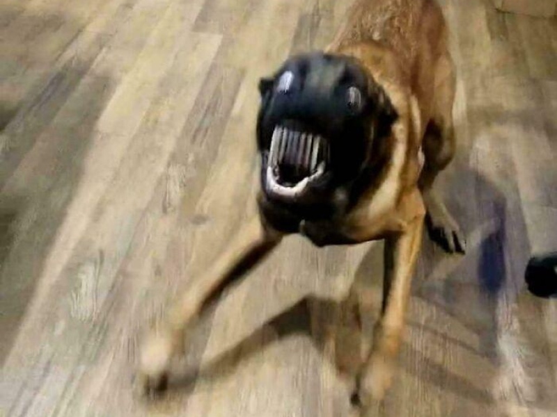 “Cryptid Dogs”: 30 Times People Managed To Snap A Pic Of Their Dogs At Just The Right Moment