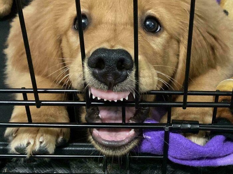“Cryptid Dogs”: 30 Times People Managed To Snap A Pic Of Their Dogs At Just The Right Moment