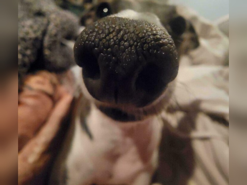 “Cryptid Dogs”: 30 Times People Managed To Snap A Pic Of Their Dogs At Just The Right Moment