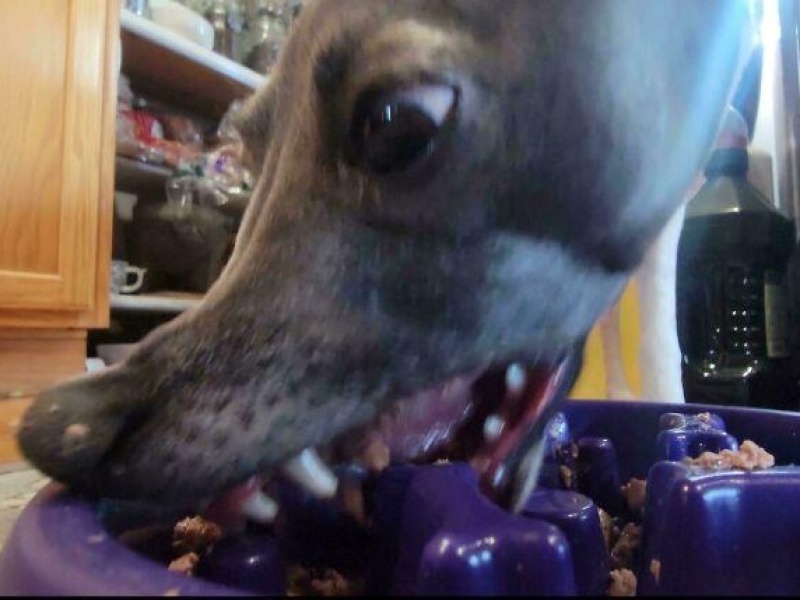 “Cryptid Dogs”: 30 Times People Managed To Snap A Pic Of Their Dogs At Just The Right Moment