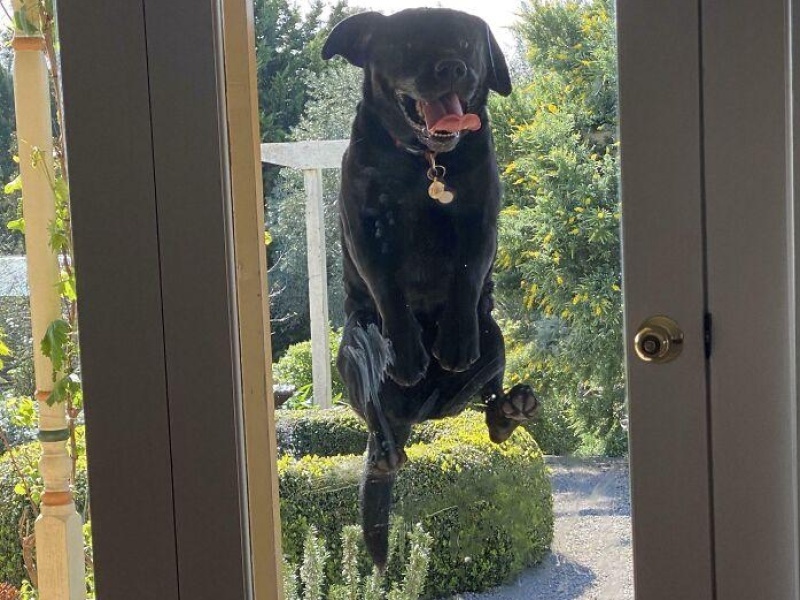 “Cryptid Dogs”: 30 Times People Managed To Snap A Pic Of Their Dogs At Just The Right Moment