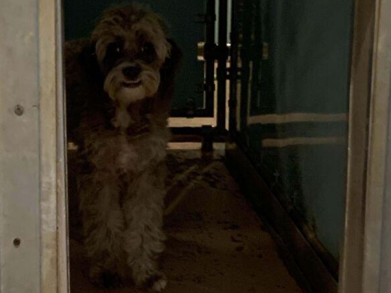 “Cryptid Dogs”: 30 Times People Managed To Snap A Pic Of Their Dogs At Just The Right Moment