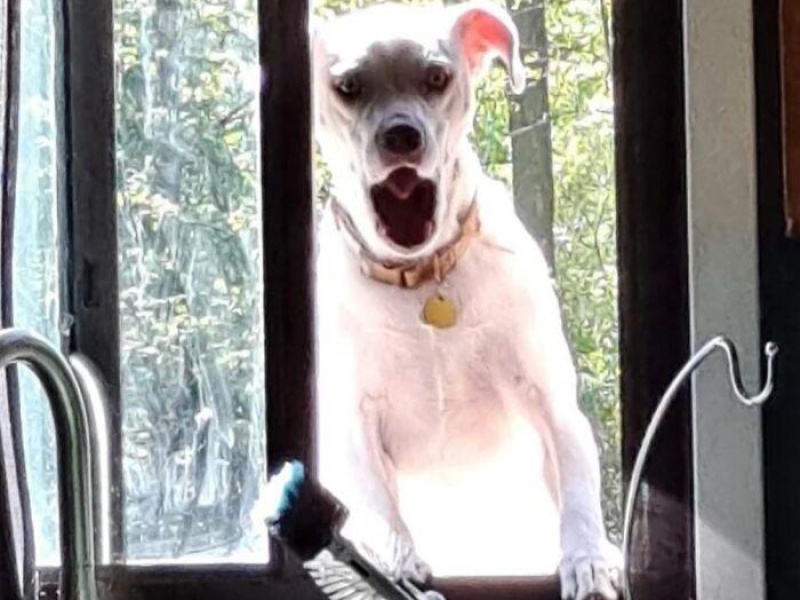 “Cryptid Dogs”: 30 Times People Managed To Snap A Pic Of Their Dogs At Just The Right Moment