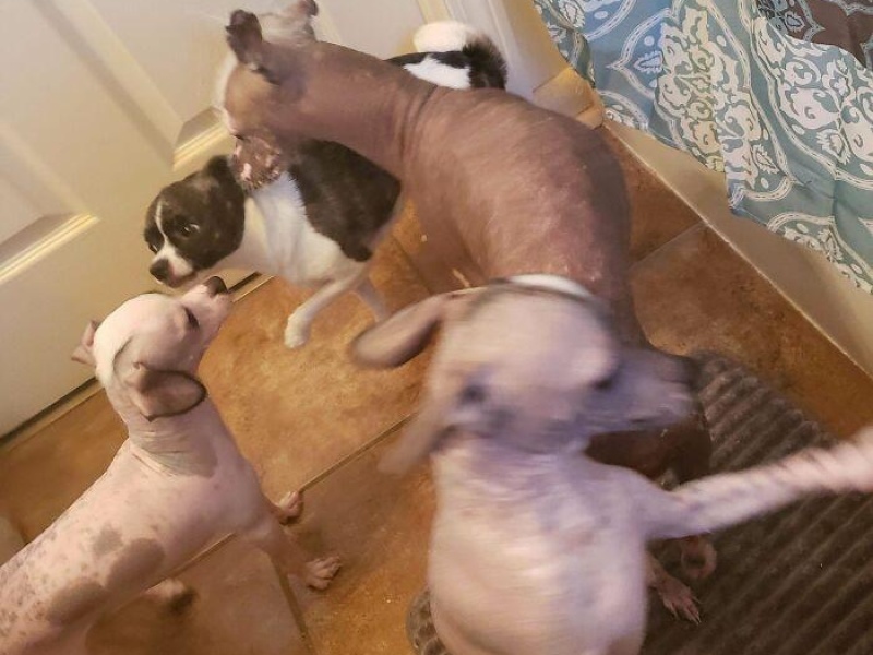 “Cryptid Dogs”: 30 Times People Managed To Snap A Pic Of Their Dogs At Just The Right Moment