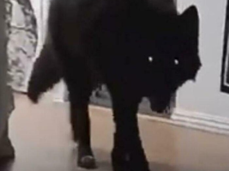 “Cryptid Dogs”: 30 Times People Managed To Snap A Pic Of Their Dogs At Just The Right Moment