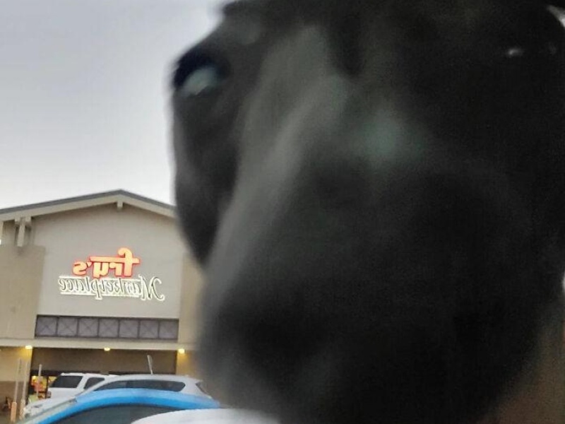 “Cryptid Dogs”: 30 Times People Managed To Snap A Pic Of Their Dogs At Just The Right Moment