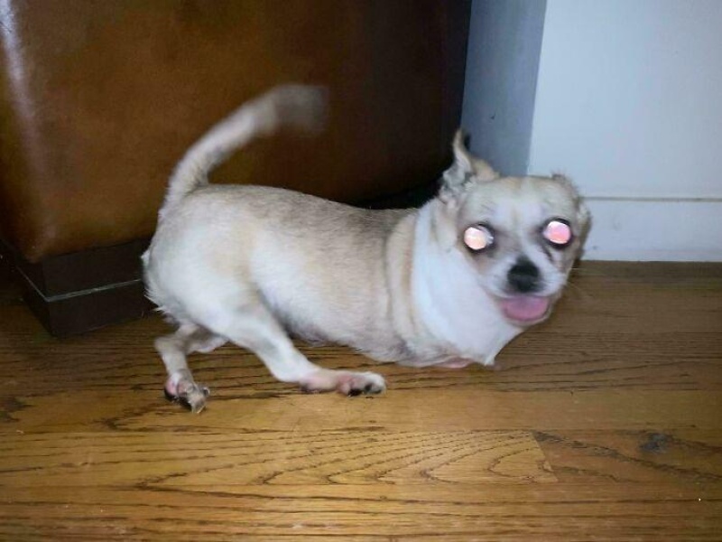 “Cryptid Dogs”: 30 Times People Managed To Snap A Pic Of Their Dogs At Just The Right Moment