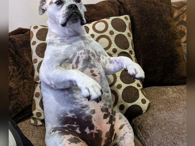 “Cryptid Dogs”: 30 Times People Managed To Snap A Pic Of Their Dogs At Just The Right Moment
