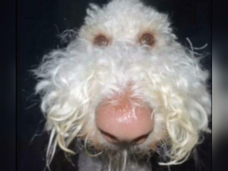 “Cryptid Dogs”: 30 Times People Managed To Snap A Pic Of Their Dogs At Just The Right Moment