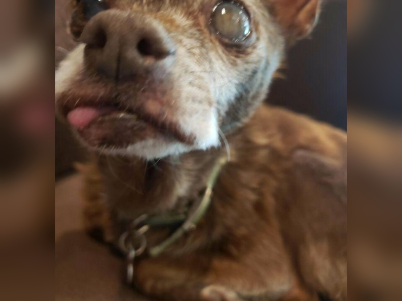 “Cryptid Dogs”: 30 Times People Managed To Snap A Pic Of Their Dogs At Just The Right Moment