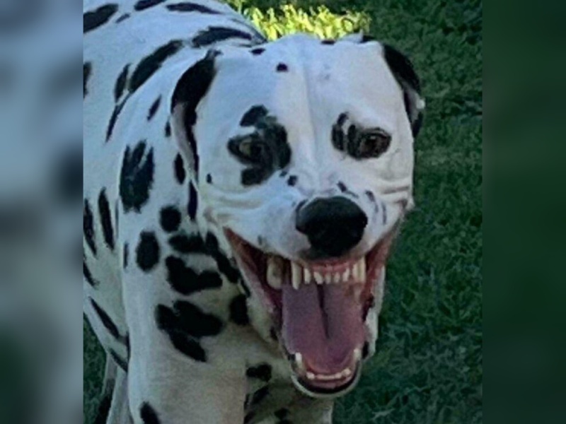 “Cryptid Dogs”: 30 Times People Managed To Snap A Pic Of Their Dogs At Just The Right Moment