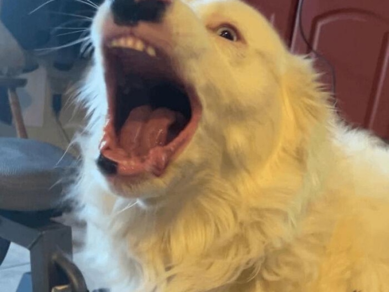 “Cryptid Dogs”: 30 Times People Managed To Snap A Pic Of Their Dogs At Just The Right Moment