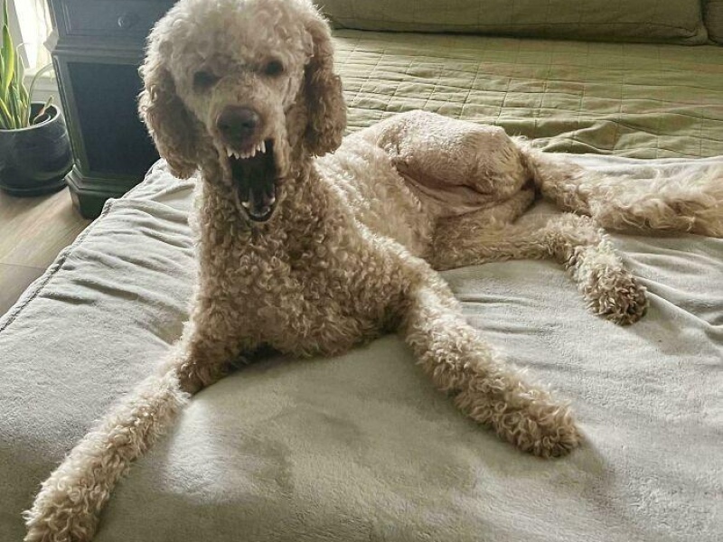 “Cryptid Dogs”: 30 Times People Managed To Snap A Pic Of Their Dogs At Just The Right Moment