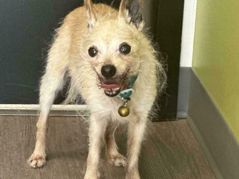 “Cryptid Dogs”: 30 Times People Managed To Snap A Pic Of Their Dogs At Just The Right Moment