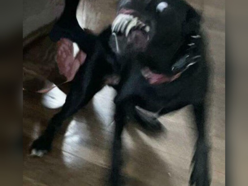 “Cryptid Dogs”: 30 Times People Managed To Snap A Pic Of Their Dogs At Just The Right Moment