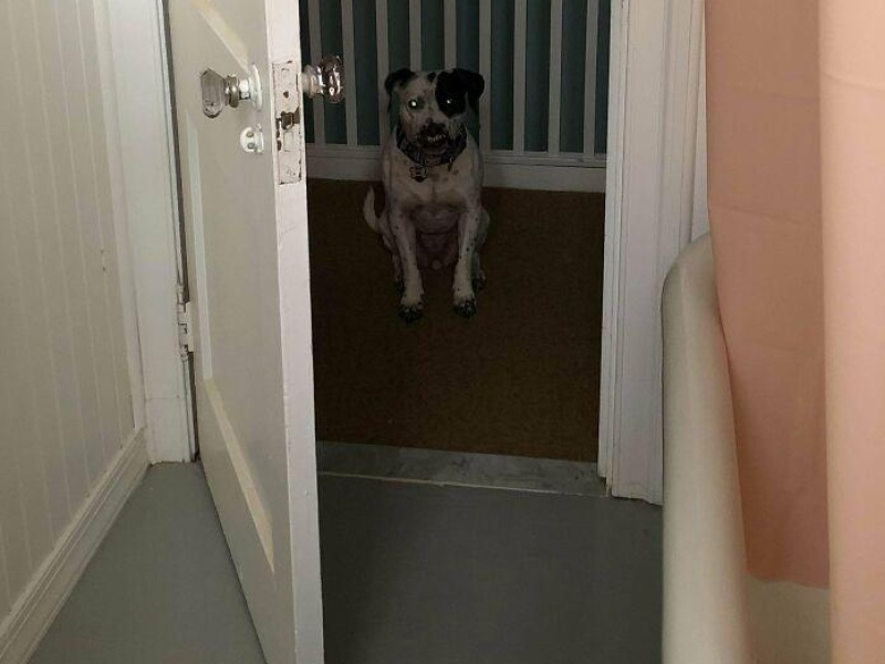 “Cryptid Dogs”: 30 Times People Managed To Snap A Pic Of Their Dogs At Just The Right Moment