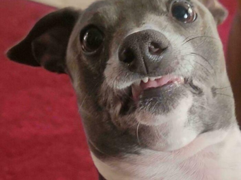 “Cryptid Dogs”: 30 Times People Managed To Snap A Pic Of Their Dogs At Just The Right Moment