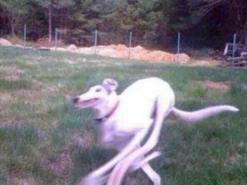 “Cryptid Dogs”: 30 Times People Managed To Snap A Pic Of Their Dogs At Just The Right Moment