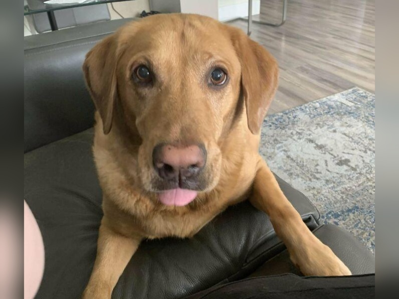 “Cryptid Dogs”: 30 Times People Managed To Snap A Pic Of Their Dogs At Just The Right Moment