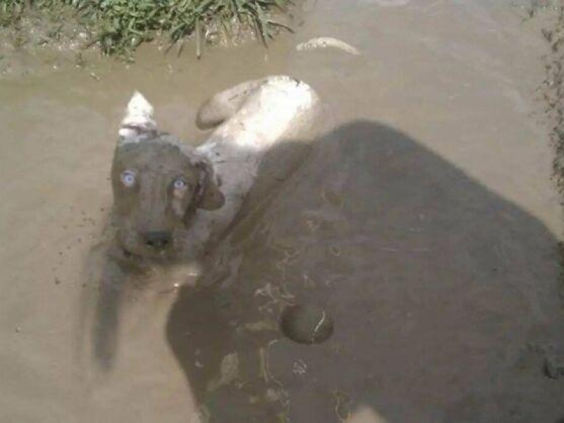 “Cryptid Dogs”: 30 Times People Managed To Snap A Pic Of Their Dogs At Just The Right Moment