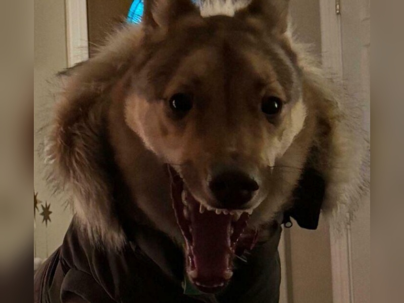 “Cryptid Dogs”: 30 Times People Managed To Snap A Pic Of Their Dogs At Just The Right Moment