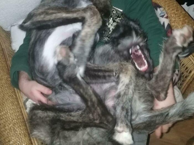 “Cryptid Dogs”: 30 Times People Managed To Snap A Pic Of Their Dogs At Just The Right Moment